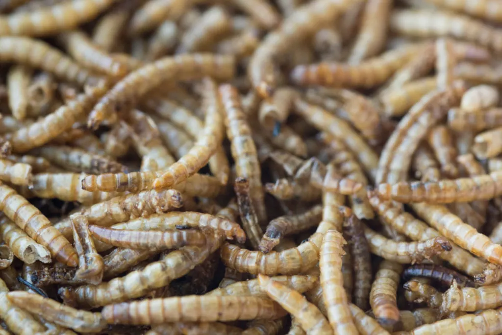 Close up of dried mealworms.