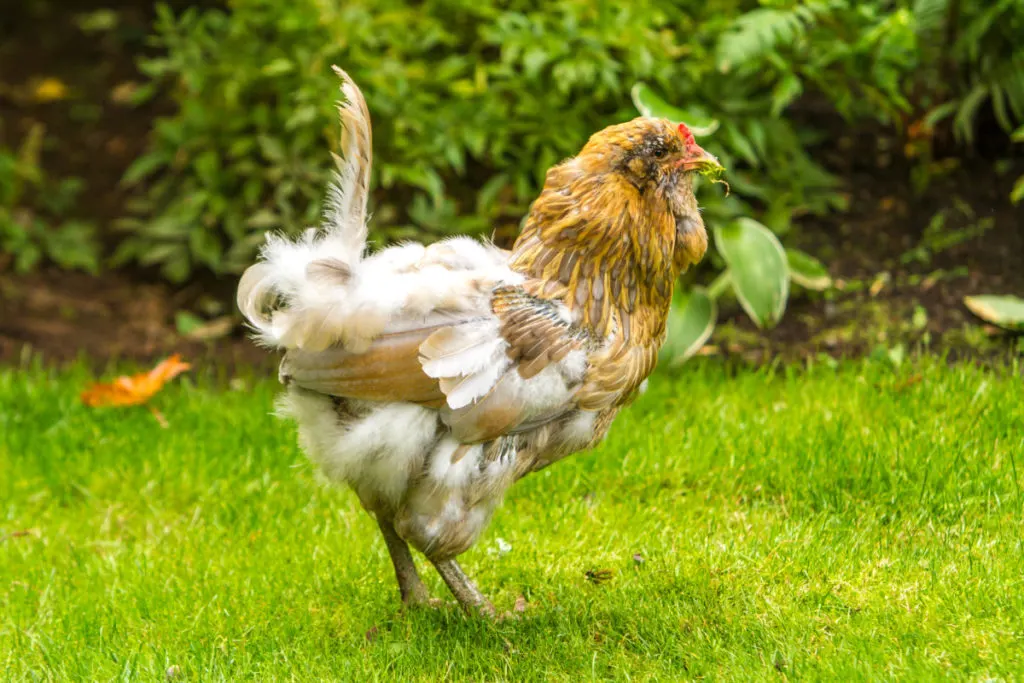 A molting chicken  standing in a grassy yard.