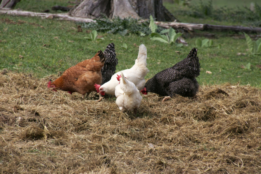 Five chickens scratching around in straw looking for treats.