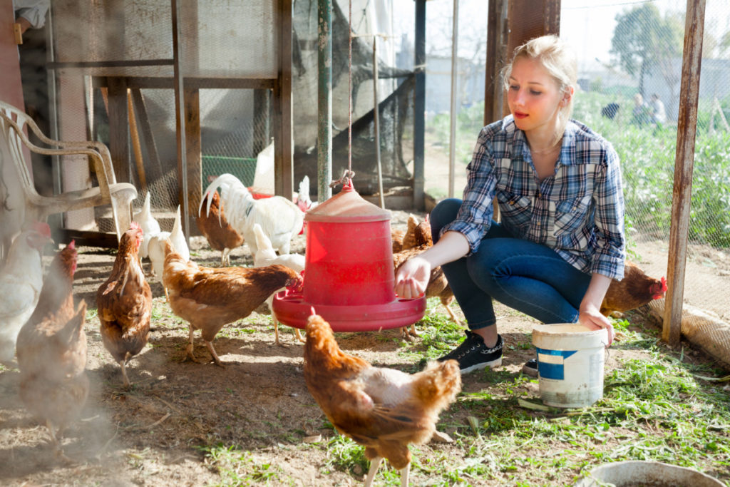 A young woman fills a hanging chicken feeder while chickens gather around.