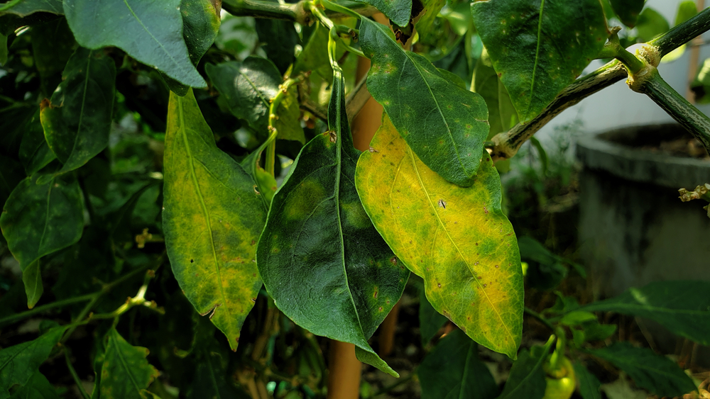 Leaves of a lemon tree afflicted with chlorosis. The leaves are nearly all yellow, tinged with a touch of green. 