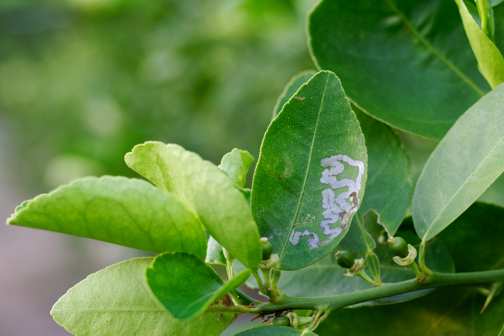 Citrus leaves with silvery paths on them made by the citrus leaf miner.
