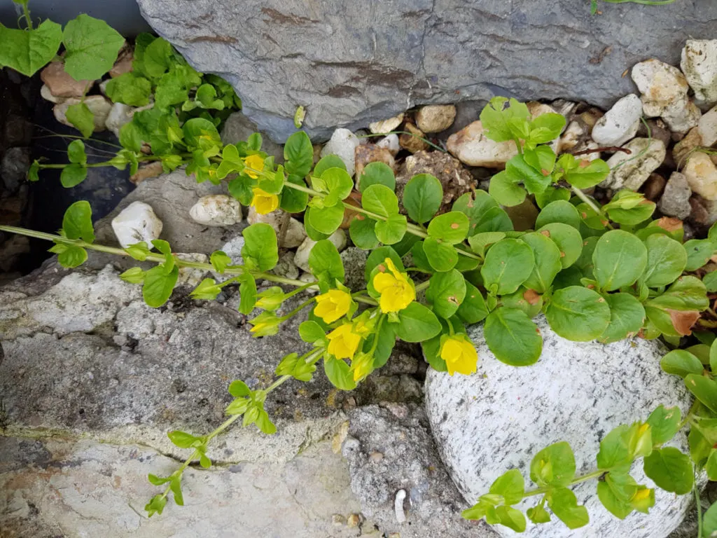 A spray of Creeping Jenny growing across a rock. It has light lime colored leaves that are the size and shape of a quarter. There are small, bright yellow flowers on a few of the stems.