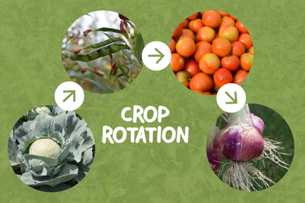 Infographic showing four stage crop rotation plan.