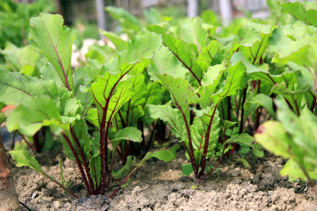 Beet greens growing up out of the dirt. 