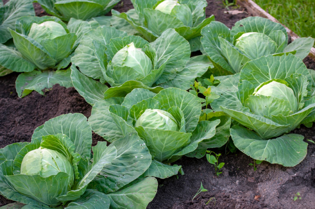Cabbage plants growing in a garden. 