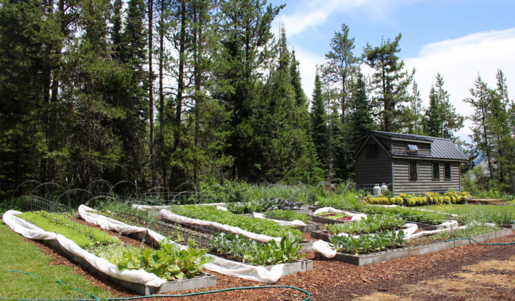 View of raised beds vegetable garden with tiny house in background.