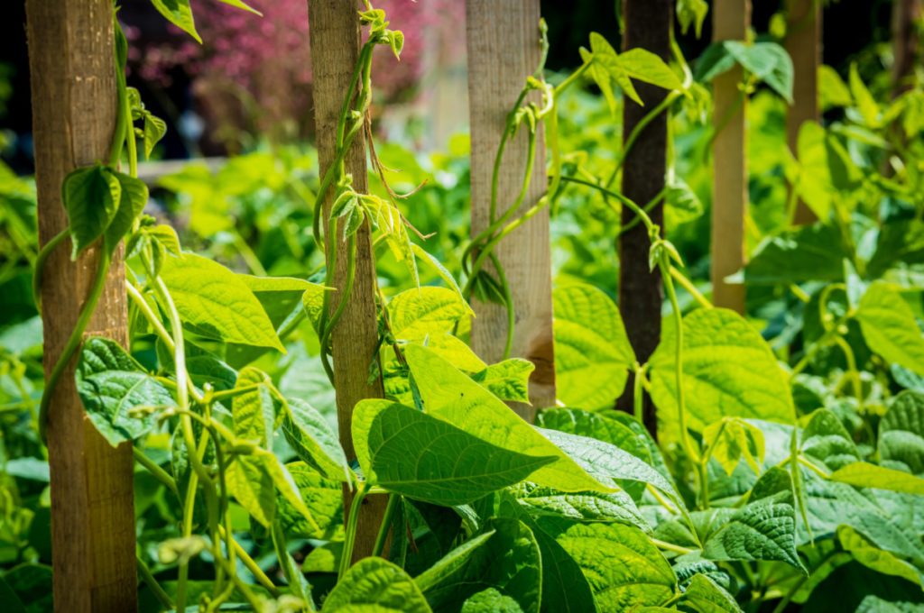 Green beans growing up wooden stakes in a sunny garden. 