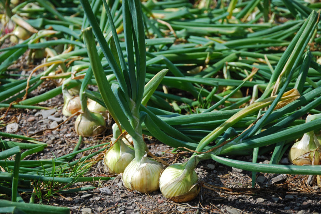 Onions recently harvested and curing in the sun.