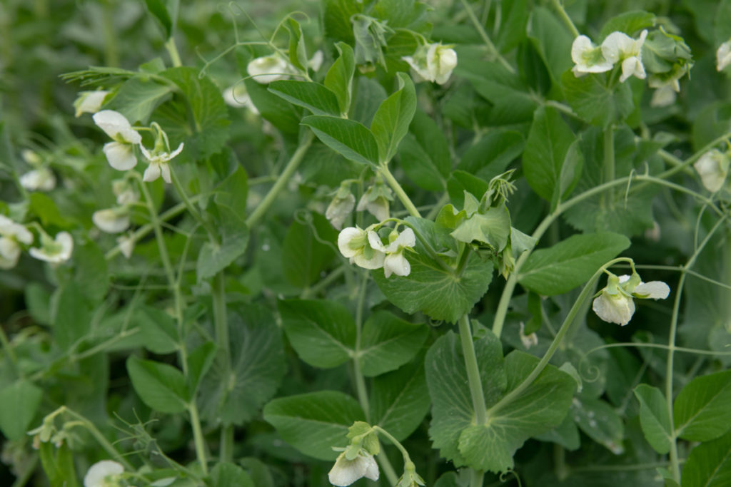 Green pea plants with white flowers. 