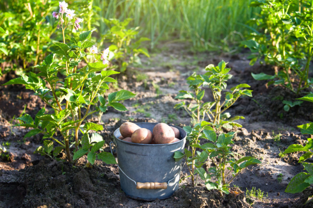Bucket of potatoes among potato plants growing in a garden. 