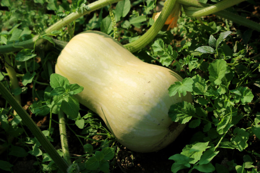A large butternut squash growing on the vine.