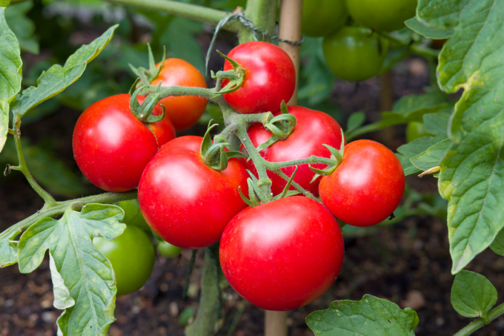 Close up of bright red tomatoes growing on the vine in a garden. 