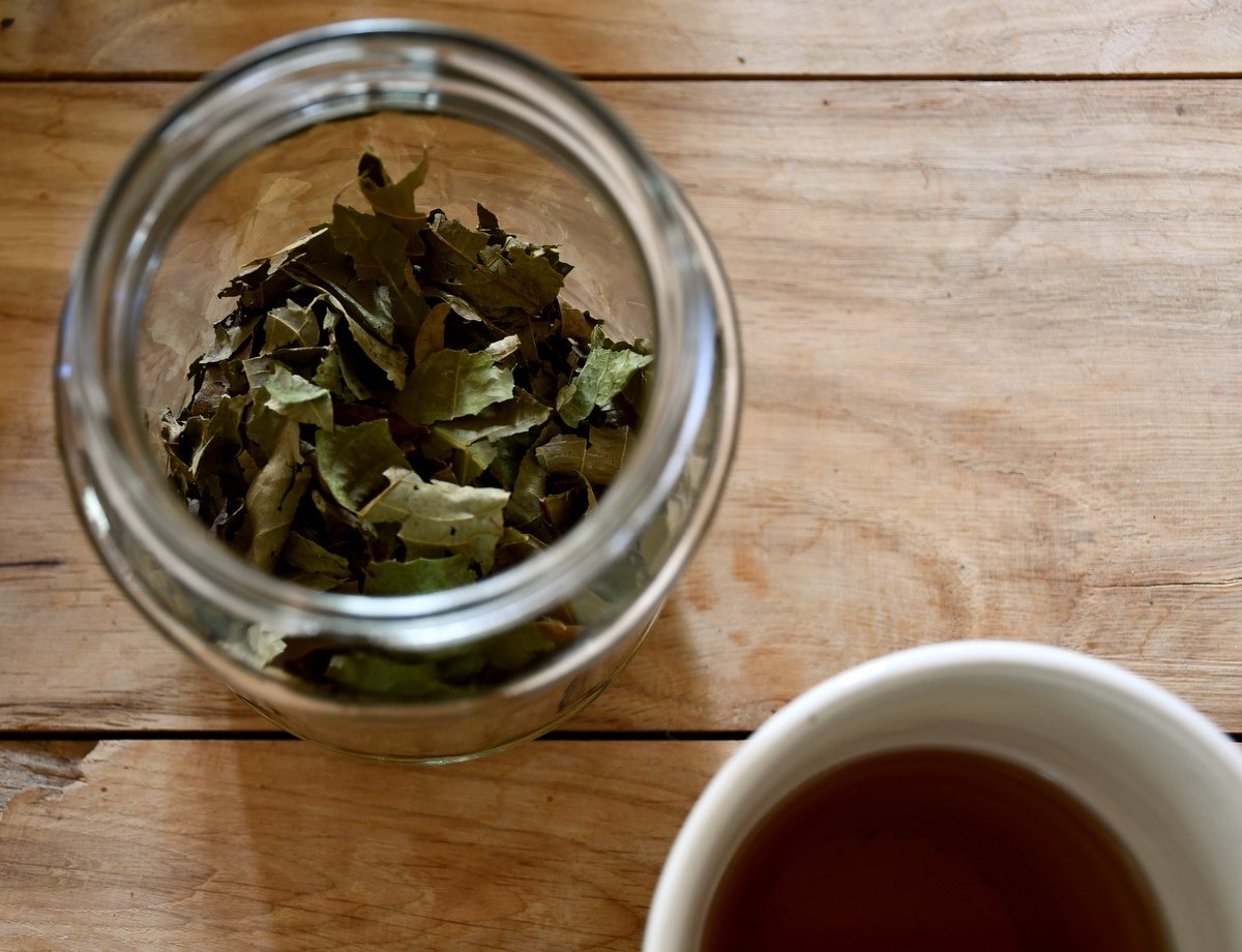 6 Brilliant Uses for Walnut Leaves You Never Knew