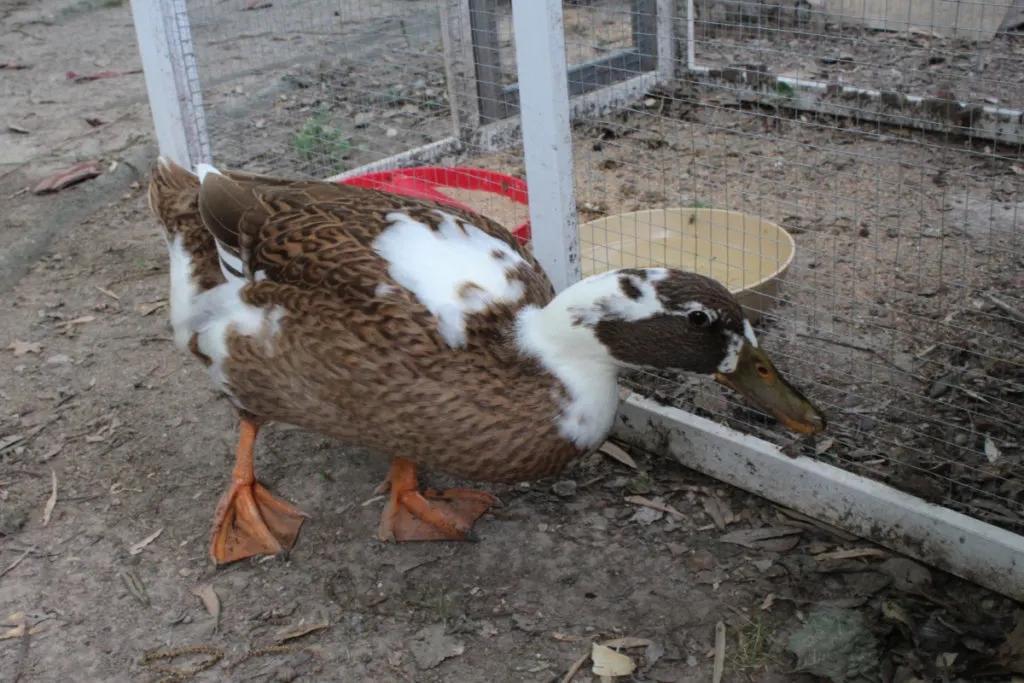 A single Ancona duck, it's mainly brown feathers with splotches of white. It has a brown bill. 