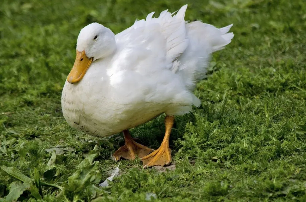 An all white aylesbury duck standing in the grass. It has bright yellow feet and bill.