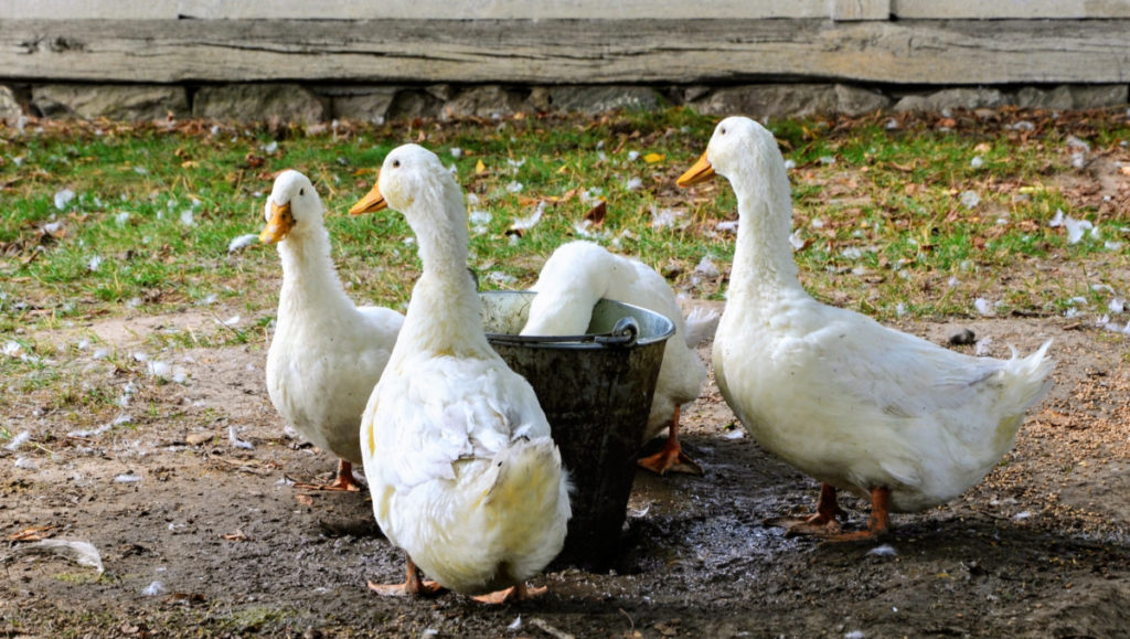 Four white ducks standing in a muddy yard around a meta bucket. One duck has it's head in the bucket. A building's foundation can be seen in the background.