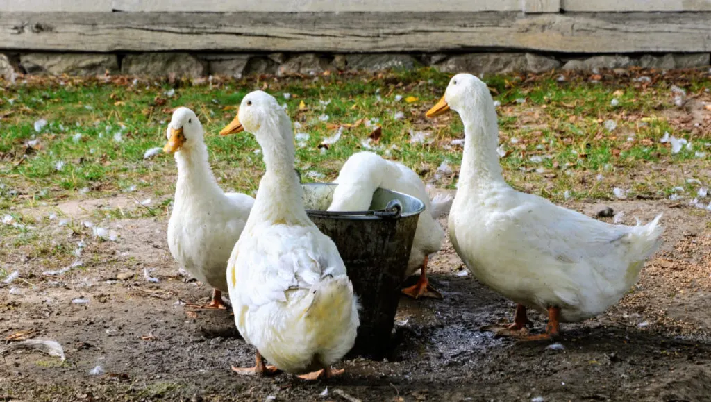 Rouen - Non-Industrial Duck - The Livestock Conservancy