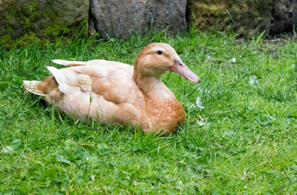 A buff orpington duck rests in the grass. The duck is a lovely beige, buff color.