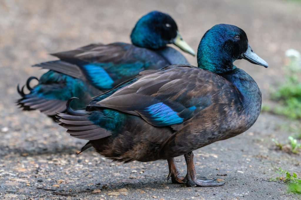 Two cayuga ducks standing on pavement. They are a deep brown with brilliant navy blue patches on their wings, down their backs and up their head and neck. The color shifts from blue to green.