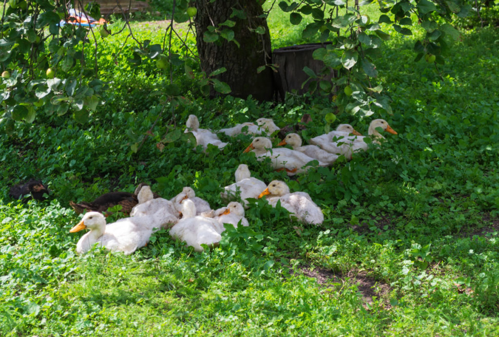 White pekin ducks rest in the shade of a tree. 