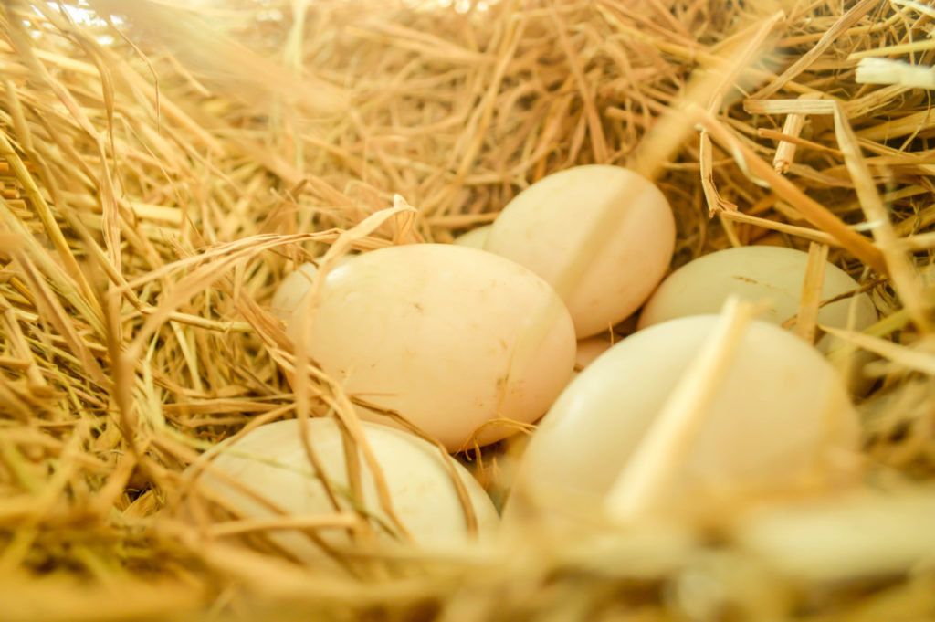 A small clutch of duck eggs nestled in a straw nest. The eggs are a soft beige.