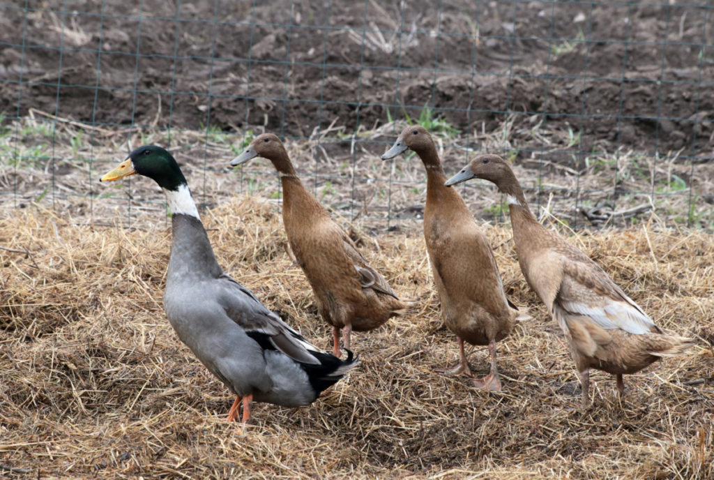 A group of four runner ducks in a pen. They have small wings and are standing upright. The females are a soft camel color while the male is gray with a white neck and emerald green head.