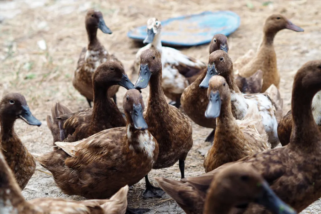 A large group of khaki campbell ducks in a pen. They are a deep mottled brown color with small patches of white on their breast. Their bills are a dark brown.
