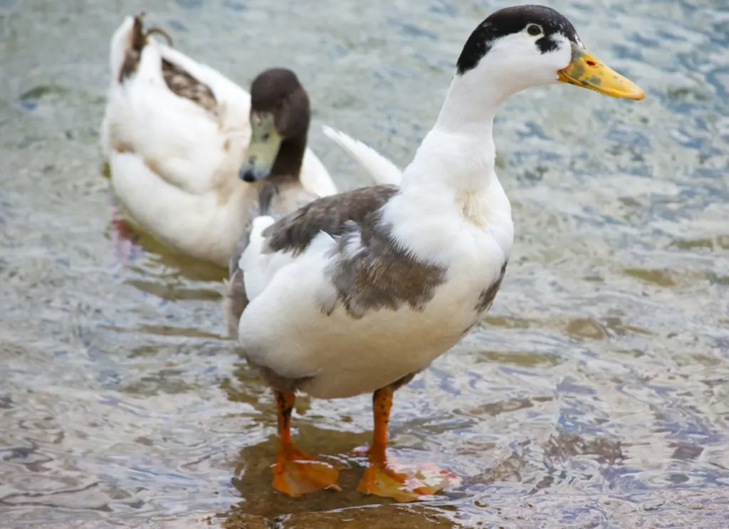 Two magpie ducks in the water. One is swimming, the other is standing at the water's edge. Both are mainly white with black heads and dark brown spots on their bodies. They have yellow bills with blueish spots on them.