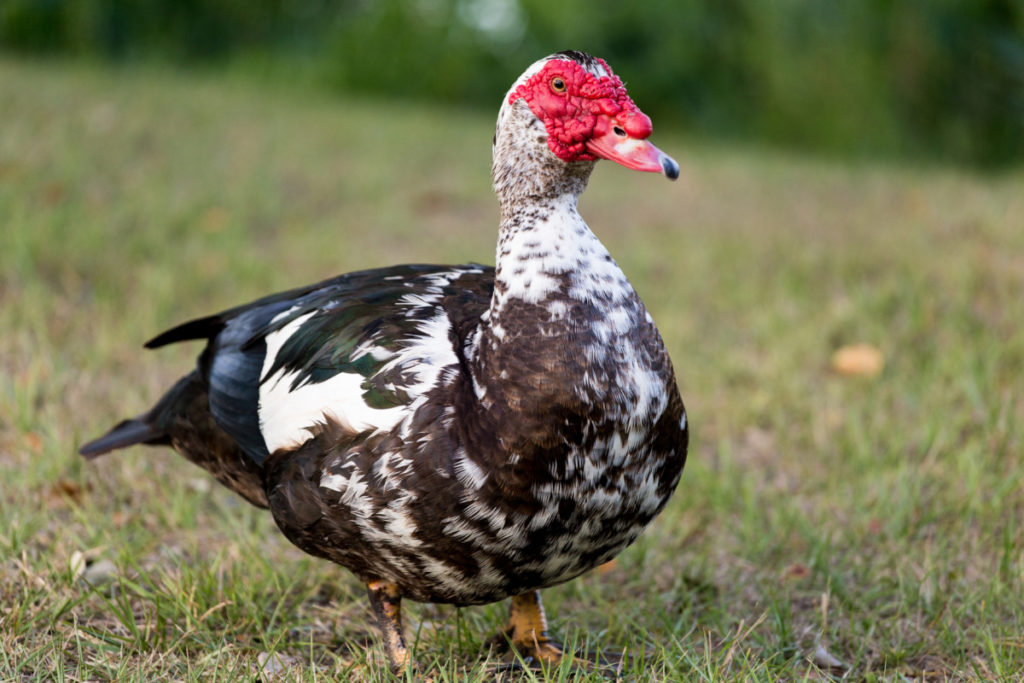 A muscovy duck standing in the grass. It has a dark brown behind and the rest of it is a mix of white and brown feathers. The bill is bright red tipped with black and the face has a red comb growing down to its bill and around the eyes.