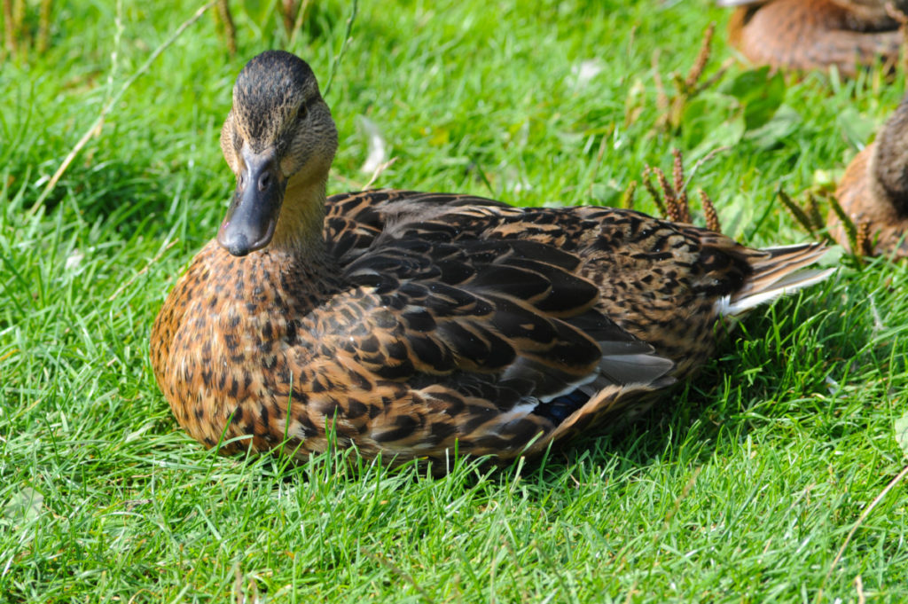 A rouen duck rests in the grass. She is mainly brown. Her feathers are dark brown tipped in copper giving her a mottled color. The bill is deep brown.
