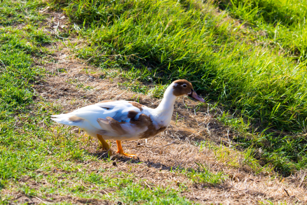 A saxony duck walks on a grassy bit of yard. The duck has a pink bill and is mostly white with large patches of redish-orange feathers, almost copper colored. 