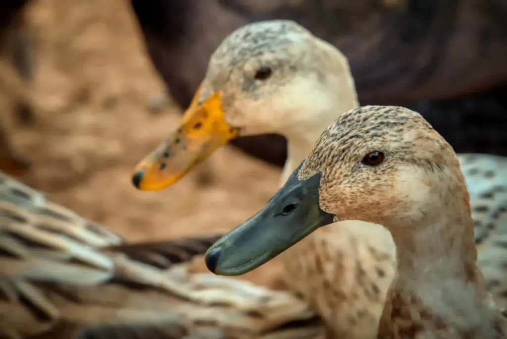 Close up of the heads of two Welsh Harlequin ducks, their bodies and other birds are blurred in the background. Their heads are a mottled buff and gray color. One duck has a black bill, the other a bright orange bill with black spots.