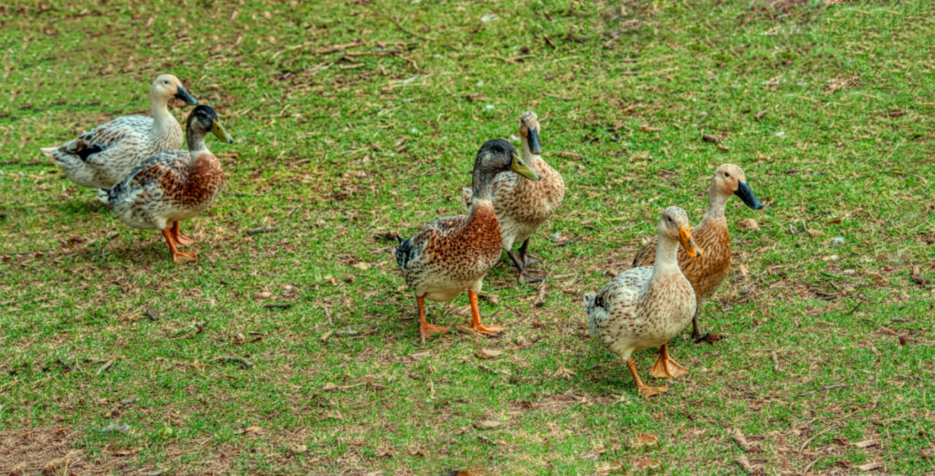 Six Welsh Harlequin ducks walking across a grassy yard.