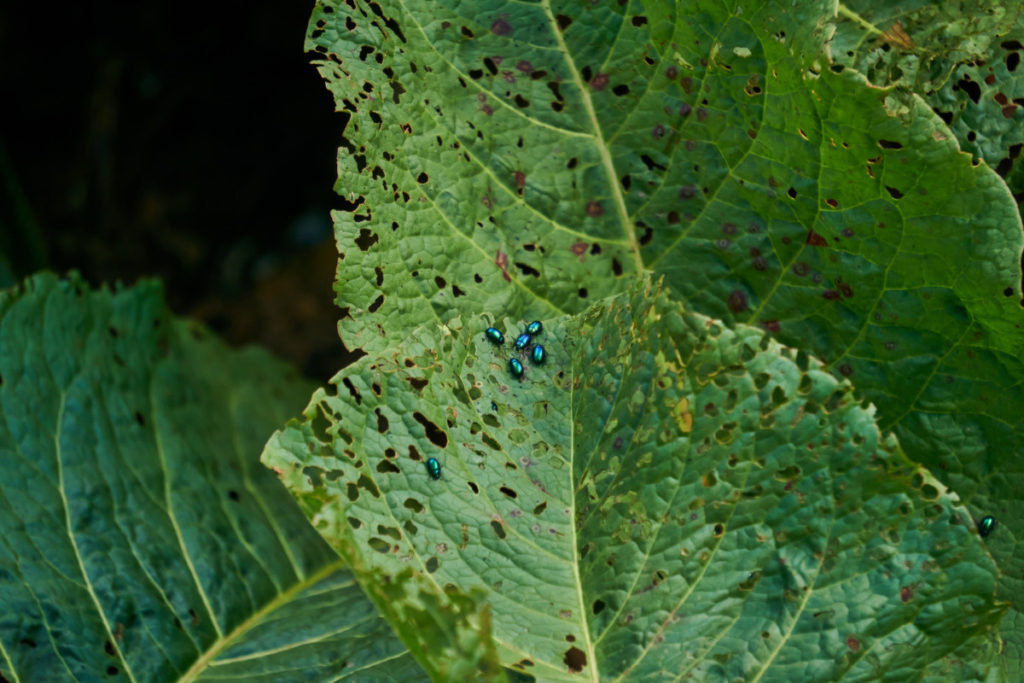 Shiny, bright blue flea beetles clustered on the leaf of a plant which they have defoliated.