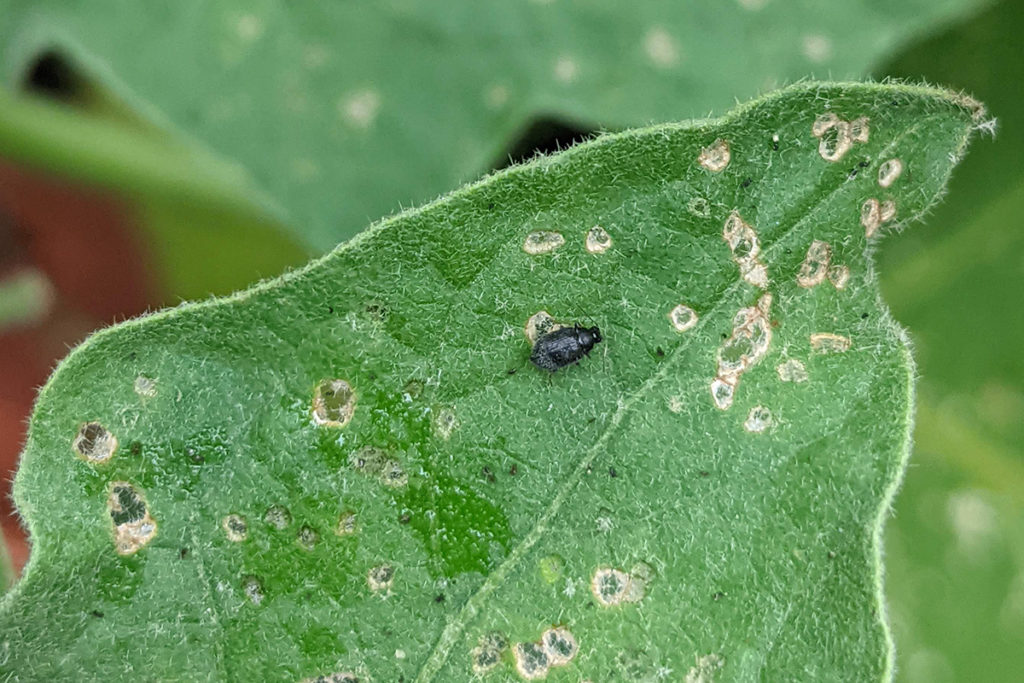Close up of a shiny black flea beetle resting on an eggplant leaf riddled with tiny holes.