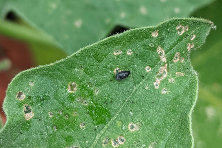Flea Beetles - What They Are, What They Eat and How To Get Rid Of Them