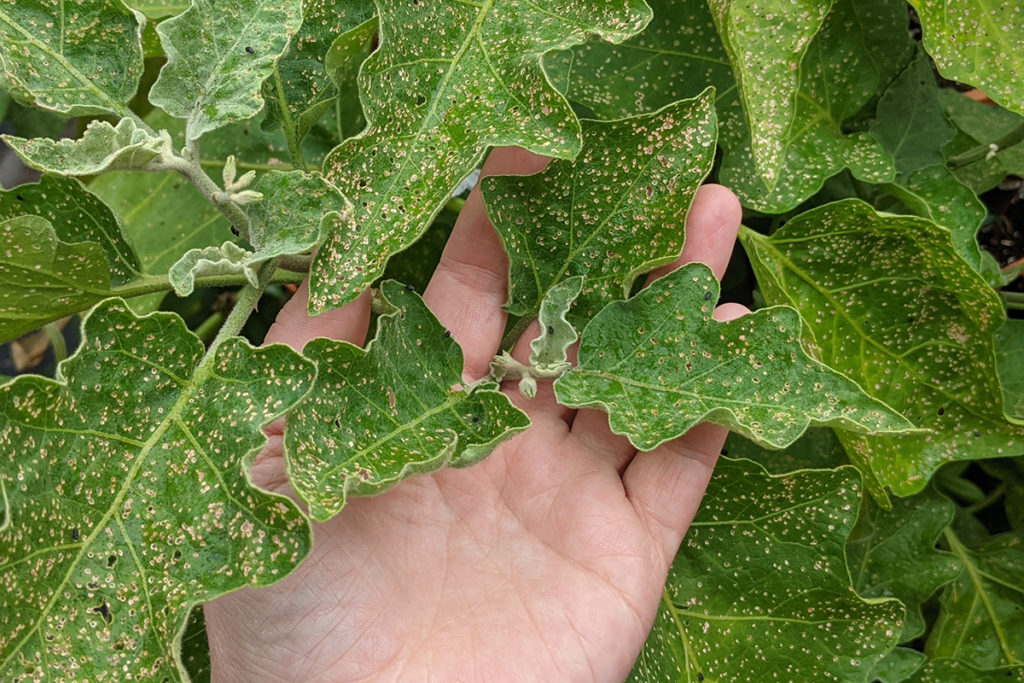 A hand holds up eggplant leaves which have been riddled with holes by a flea beetle infestation. 
