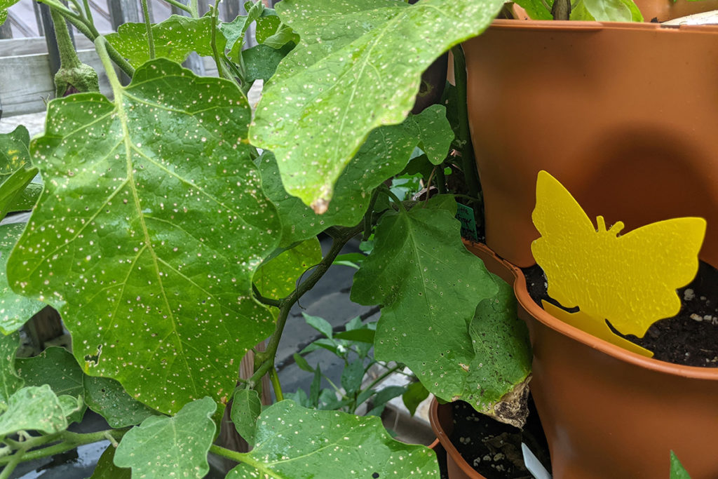 A plastic butterfly shaped sticky trap has been tucked into the pocket of a Garden Tower near the Asian eggplant plant. You can see the flea beetle damage on the nearby leaves.