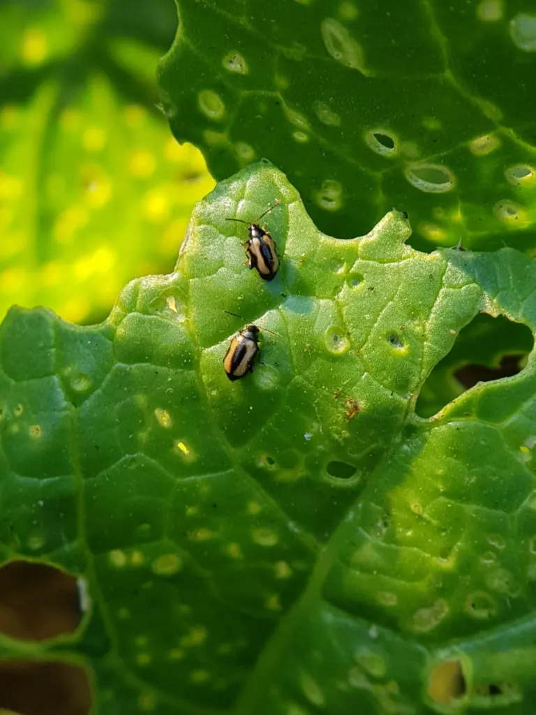 Close up of two tan and brown striped flea beetles on a leaf.