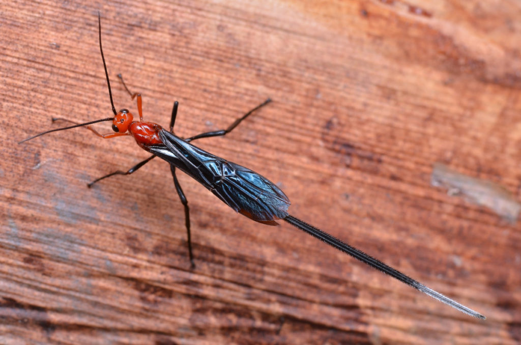 Close up of a braconid wasp on a corn husk. It's a slender, spindly insect with a long tail. The body is orange red with dark brown wings.