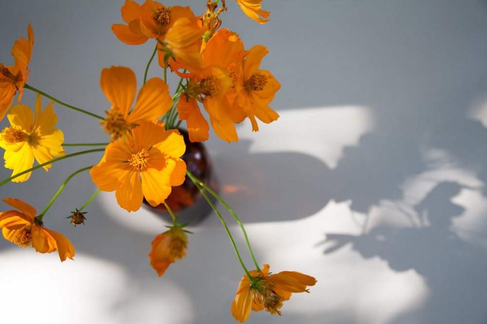 Overhead view of orange cosmos flowers in a brown amber bottle. 