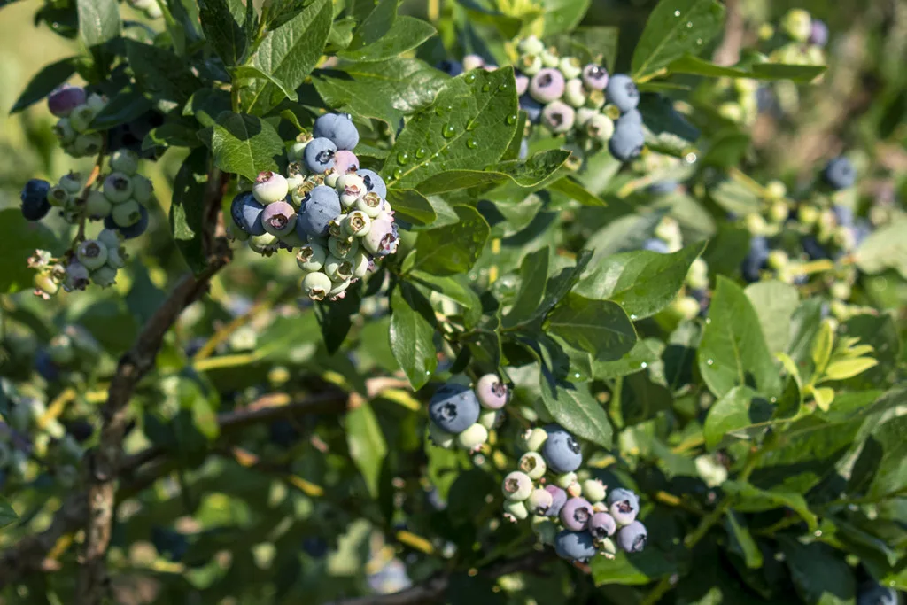 A blueberry bush covered with ripe and unripe berries in the morning sunshine. There is dew on the berries.