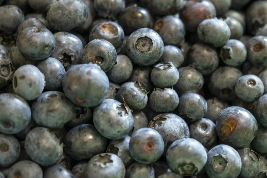 Close up of a bowl of fresh, ripe blueberries. They are all dark blue.