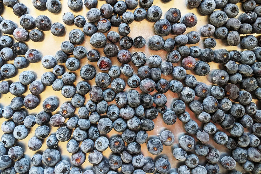 The same sheet pan, only the berries are now frozen and frosty.