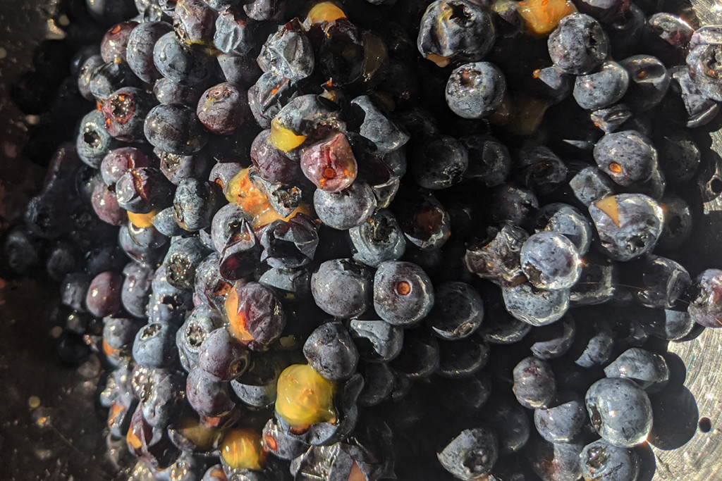 Close up of a colander filled with thawed blueberries. Some have lost their skins, some are cracked open and mushy.
