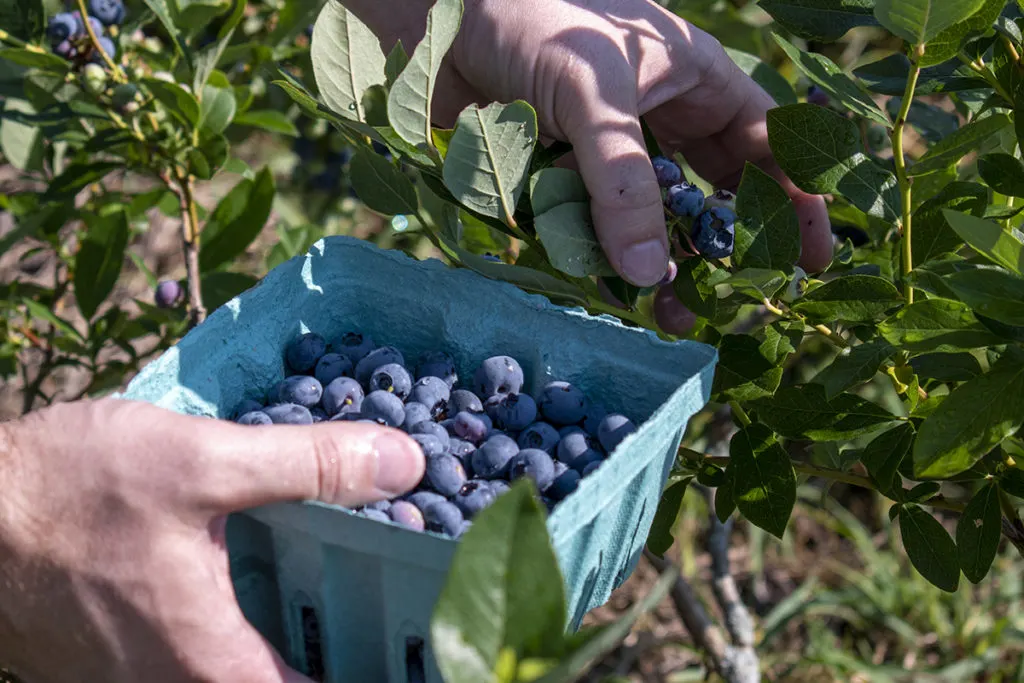 A man is picking blueberries with one hand and holding a paper quart basket full of blueberries with the other. It is a sunny day.