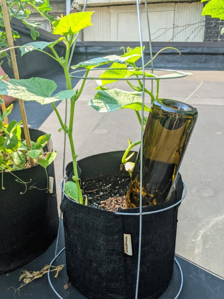 A small grow bag with two cucumber plants growing in it. I have put an inverted wine bottle full of water in the soil to water the plants. 