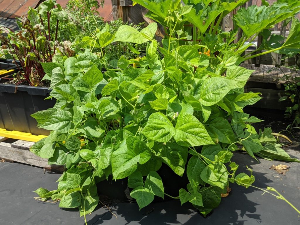 A large 20-gallon grow bag overflows with lush green bean plants on my rooftop garden. There are other containers with vegetables in the background and the sun is shining. 