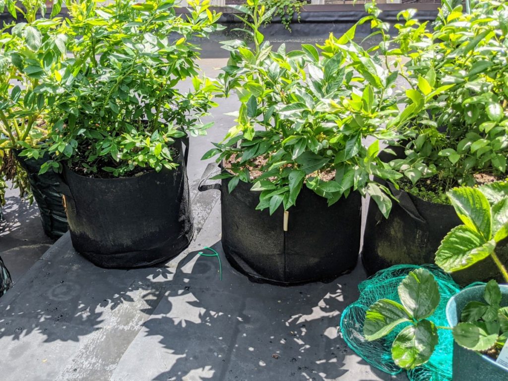 Three blueberry bushes growing in black fabric grow bags.
